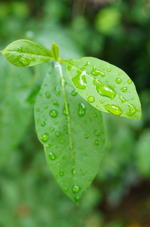 A closeup of raindrops on the green leaves of the plant after the rainy day on a blurry background