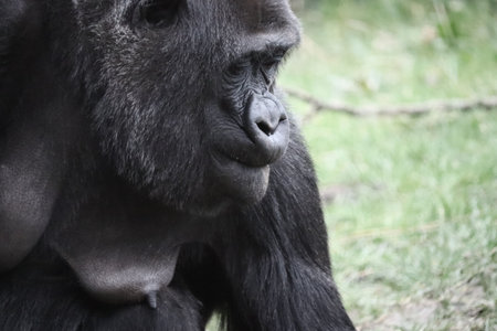 A closeup shot gorilla looking down