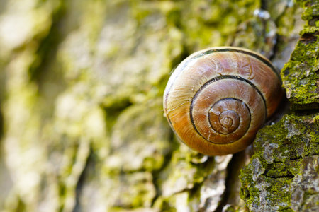 A closeup shot of a snail on a rock