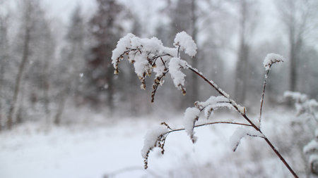 A closeup of grass covered in the snow during the snowfall with a blurry background