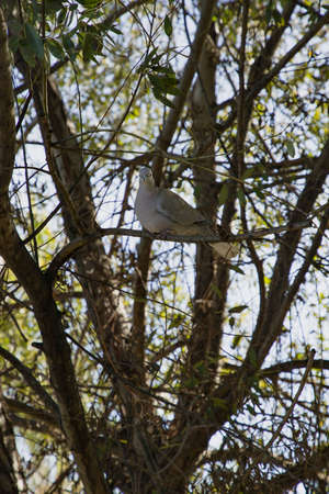 A vertical shot of a common turtle dove perched on a tree branchの写真素材