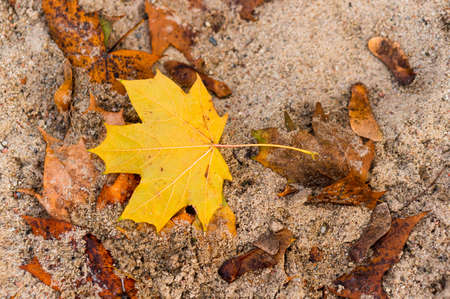 A closeup shot of dry autumn leaf on soilの写真素材