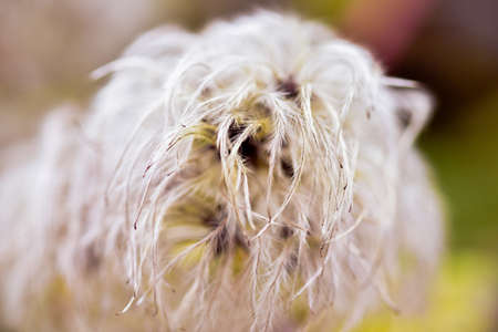 A selective focus shot of blooming Clematis