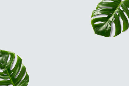 A top view of Monstera leaves isolated on a gray background with space for text