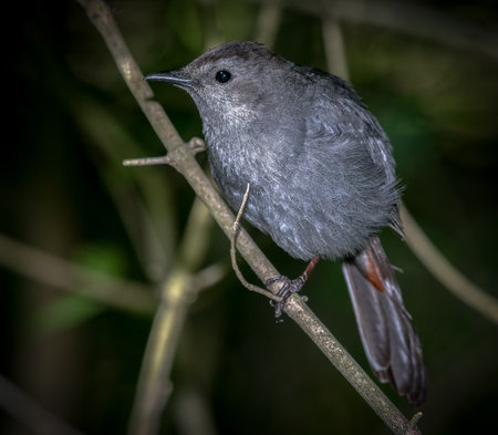 Gray catbird  (Dumetella carolinensis) shot off the Boardwalk during Spring migration at Magee Marsh Wildlife Area in Oak Harbor, Ohの写真素材