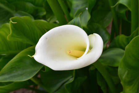 A closeup shot of a blooming calla lily flower in the greeneryの写真素材