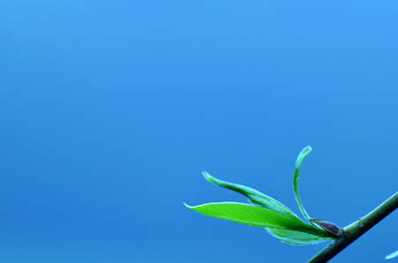 A closeup shot of green leaves on the stem with a clear blue sky in the background