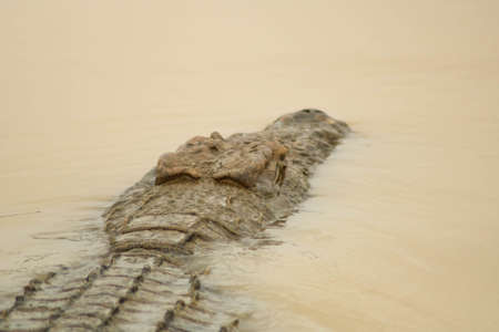 iSimangaliso Wetland Park and Sainte-Lucie, South Africaの写真素材