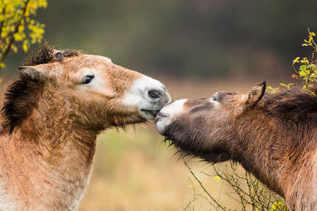 The two Przewalski's horses kissing with a blurred backgroundの写真素材
