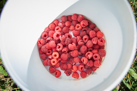 An overhead shot of raspberries in a white bucket