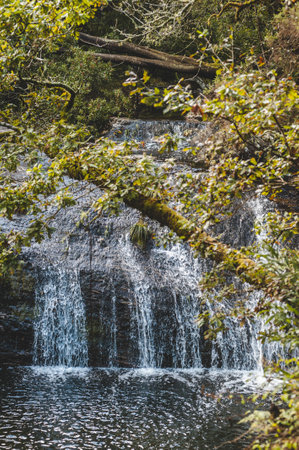 A vertical shot of a tree with waterfalls in the background