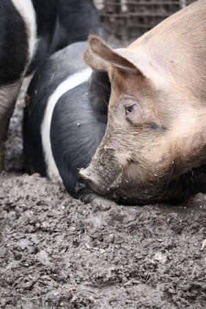 A vertical shot of dirty pigs in the mud