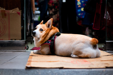 A cute dog laying and looking at the cameraのeditorial素材
