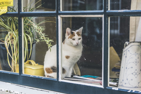 A white cute window staring out from the windowのeditorial素材