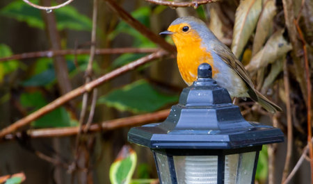 A closeup shot of robin redbreast