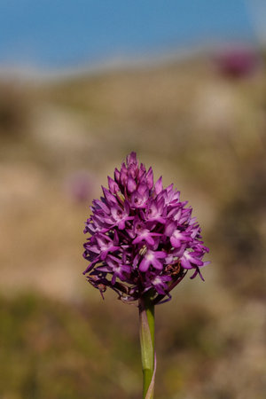 Pyramidal purple inflorescence of Pyramidal orchid, Anacamptis pyramidalis, in garrigue ecosystem in late spring. Xaghra l-Hamra, Malta, Mediterraneanの写真素材