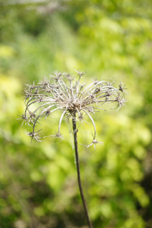A soft focus shot of a dried flower against a blurry greenery