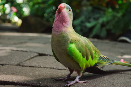 A closeup shot of a cute bird on a concrete pathway in  a parkの写真素材