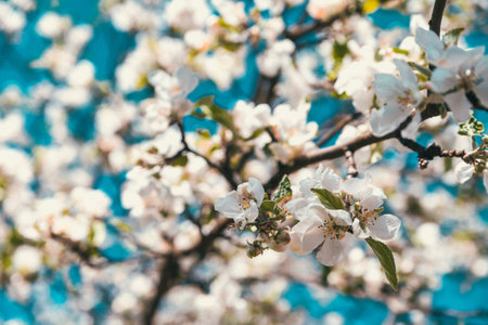 A blooming apple tree in springtime