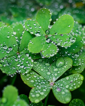 A selective focus shot of dewdrops on the green leaves
