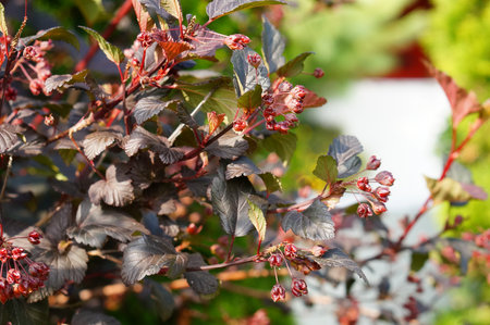 A selective focus shot of a red-leaved tree on a sunny day with a blurry background