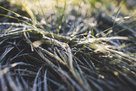 A closeup shot of green grass covered by frost with a blurred background