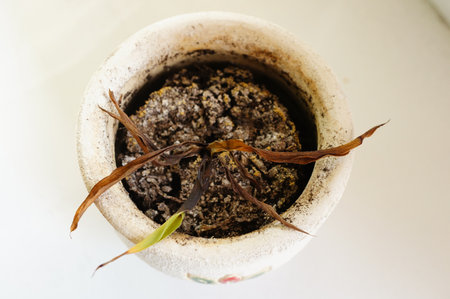 A dry plant in a white pot on a white tableの写真素材