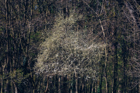 A closeup shot of trees and greenery in Maksimir park in Zagreb Croatia during springtimeの写真素材