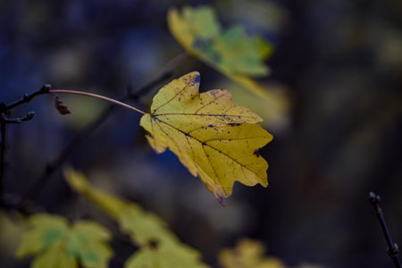 A selective focus shot of autumn leaves