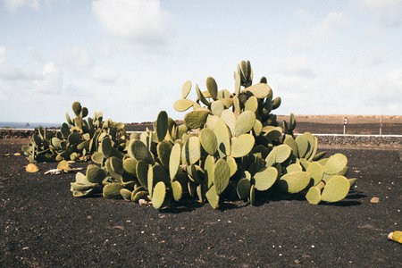 A beautiful green cactus plant in a park during daytimeの写真素材