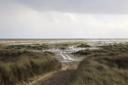 The grass and dunes in Amrum, Germany under the clouded skyの写真素材