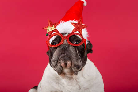 A French bulldog with a Christmas hat and funny sunglasses on red background looking at the cameraの写真素材