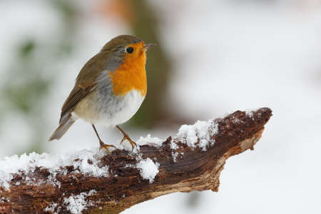 A closeup shot of robin bird perched on tree branch covered with snowの写真素材
