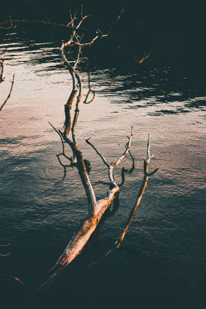 A vertical high angle shot of a broken tree trunk on the surface of a calm lake