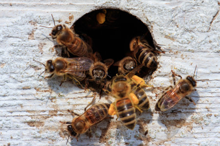 A closeup of honeybees flying out of a hole in a wooden surface under the sunlight at daytimeの写真素材