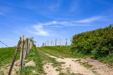 A narrow pathway in a green agricultural field during daytimeの写真素材