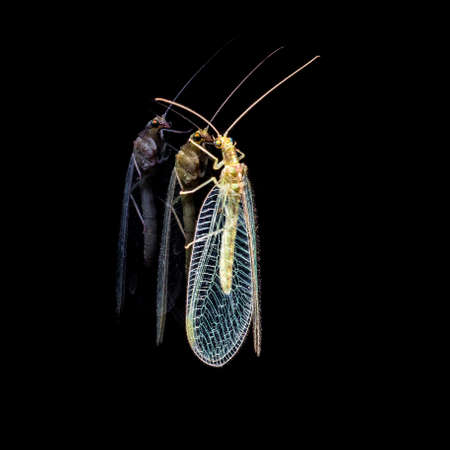 A Chrysopidae and its shadow on black backgの写真素材
