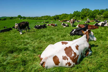 A herd of cows grazing on the pasture during daytime