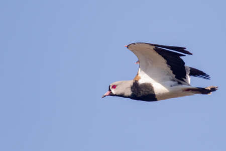 A closeup shot of southern lapwing on flight under the blue sky