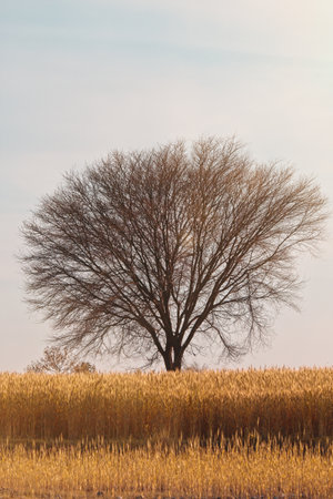 A vertical shot of a tree in the middle of a grass-covered field under the blue skyの写真素材