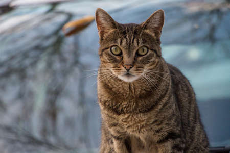 A selective focus shot of a brown cat posing for the cameraの写真素材