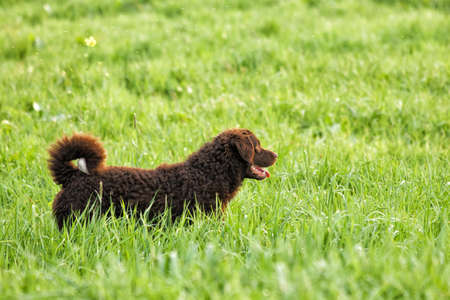 A selective focus shot of an adorable curly-coated retrieverの写真素材