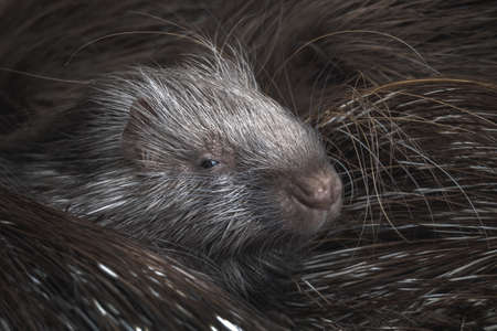 A closeup shot of little porcupineの写真素材