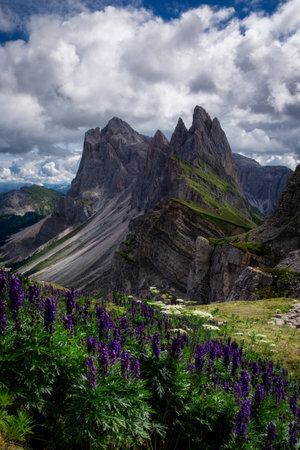 A beautiful vertical shot of flowers with rocks alongside, The Puez-Geisler Nature Park, Italyの写真素材