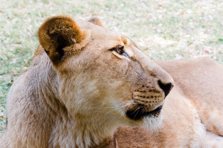 Close up picture of a lioness in mauritius island