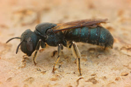 A closeup of small carpenter bee Ceratina chalcites in Southern France