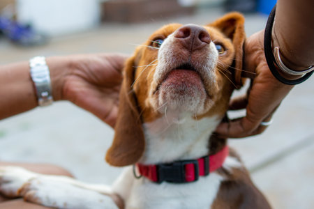 A closeup of hands petting a cute beagle under the sunlight with a blurry background