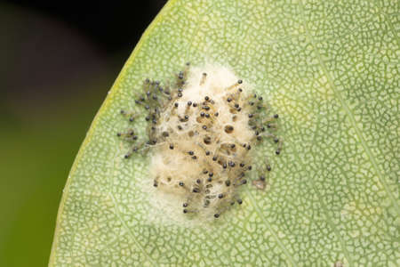Moth caterpillars emerging from eggs at Satara, Maharashtra, Indiaの写真素材