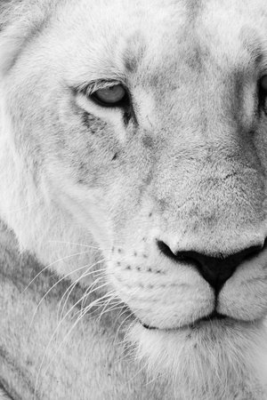 Close up picture of a lioness in mauritius islandの写真素材