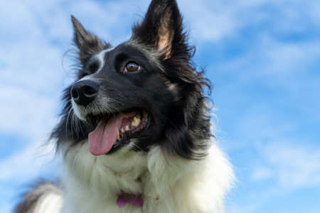 A closeup shot of a Border Collie panting under the sunlightの写真素材